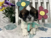 Pebbles, a male Shih Tzu for sale in Arcola, IL – Photo 1 of 5