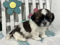 Pebbles, a male Shih Tzu for sale in Arcola, IL – Photo 3 of 5