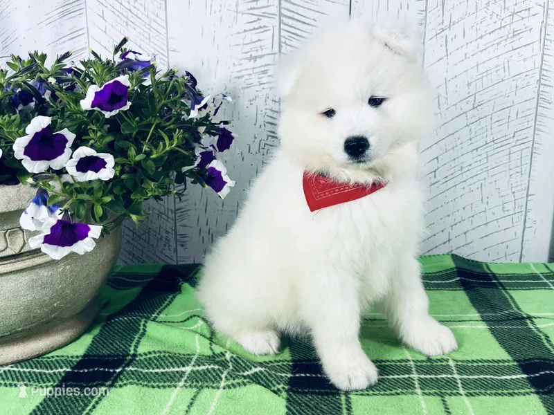 Cooper – Samoyed puppy for sale in Arcola, IL