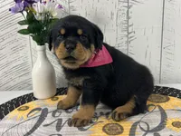 Harley, a female Rottweiler for sale in Arcola, IL – Photo 3 of 5