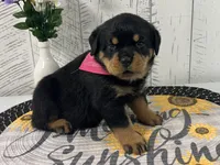 Harley, a female Rottweiler for sale in Arcola, IL – Photo 1 of 5