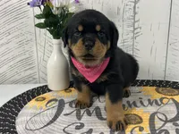Harley, a female Rottweiler for sale in Arcola, IL – Photo 2 of 5