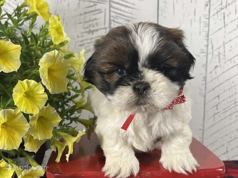 Tucker – Shih Tzu puppy for sale in Arcola, IL