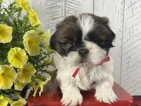Tucker, a male Shih Tzu for sale in Arcola, IL – 1 of 5