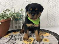 Layla, a female Rottweiler for sale in Arcola, IL – 3 of 5