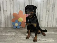 Blizzard, a female Rottweiler for sale in Arcola, IL – 4 of 4