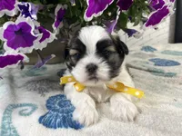 Alfie, a male Shih Tzu for sale in Arcola, IL – 2 of 5