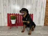 Amber, a female Rottweiler for sale in Arcola, IL – 2 of 4