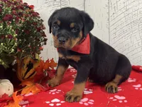 Molly, a female Rottweiler for sale in Arcola, IL – 3 of 5