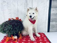 Sunny, a male Samoyed for sale in Arcola, IL – 3 of 5