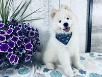 Cosmo, a male Samoyed for sale in Arcola, IL – 2 of 5