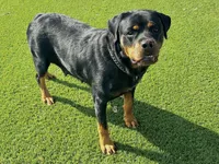 Amber, a female Rottweiler for sale in Arcola, IL – 4 of 6