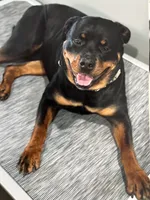 Roxy, a female Rottweiler for sale in Arcola, IL – 6 of 6