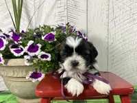 Shadow, a female Shih Tzu for sale in Arcola, IL – 2 of 5