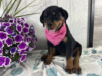 Roxy, a female Rottweiler for sale in Arcola, IL – 4 of 6