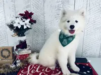 Spirit, a female Samoyed for sale in Arcola, IL – Photo 1 of 5