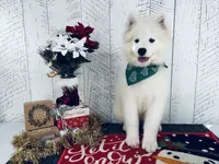 Spirit, a female Samoyed for sale in Arcola, IL – Photo 2 of 5