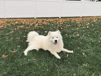 Spirit, a female Samoyed for sale in Arcola, IL – Photo 5 of 5