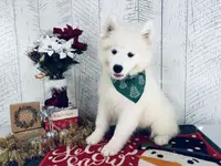 Spirit, a female Samoyed for sale in Arcola, IL – Photo 3 of 5