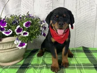 Missy, a female Rottweiler for sale in Arcola, IL – 3 of 5