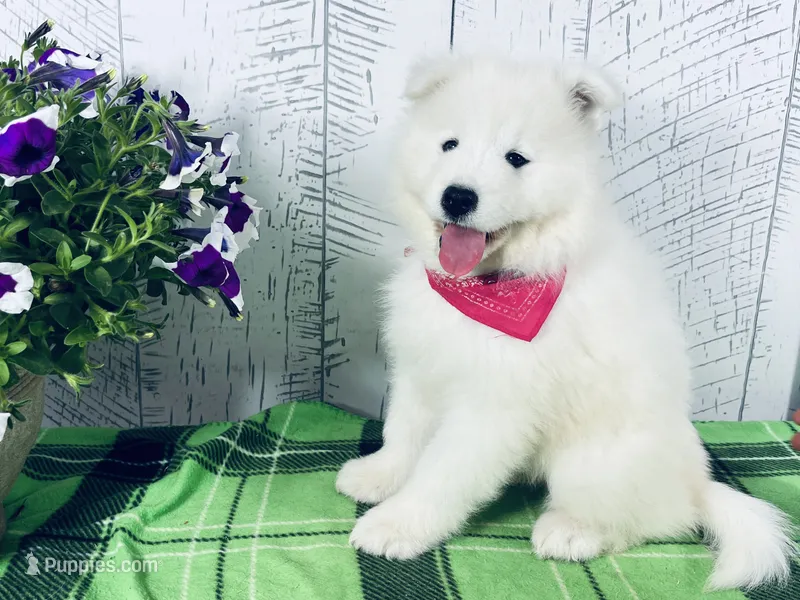 Darcy – Samoyed puppy for sale in Arcola, IL