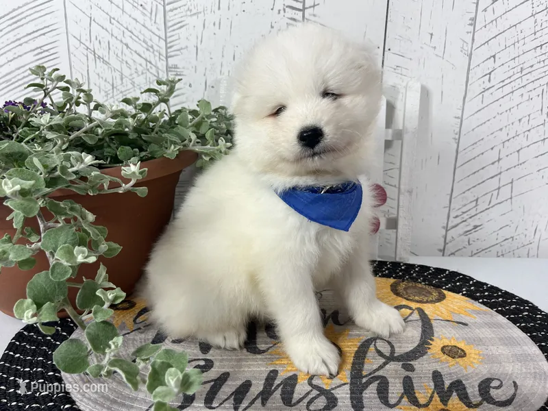 Cooper – Samoyed puppy for sale in Arcola, IL