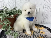Cooper, a male Samoyed for sale in Arcola, IL – 1 of 5