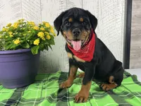Layla, a female Rottweiler for sale in Arcola, IL – 2 of 5