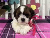 Roxy, a female Shih Tzu for sale in Arcola, IL – Photo 1 of 5