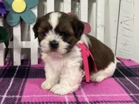 Roxy, a female Shih Tzu for sale in Arcola, IL – Photo 2 of 5