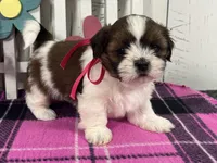 Roxy, a female Shih Tzu for sale in Arcola, IL – Photo 3 of 5