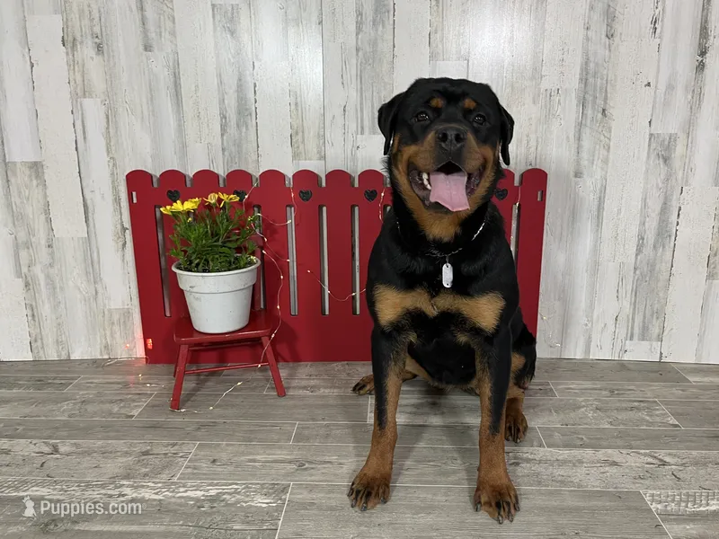 Amber – Rottweiler puppy for sale in Arcola, IL