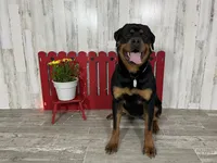 Amber, a female Rottweiler for sale in Arcola, IL – 1 of 6