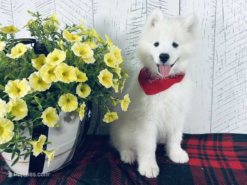 Barney – Samoyed puppy for sale in Arcola, IL