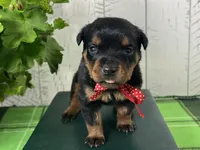 CiCi, a female Rottweiler for sale in Arcola, IL – 2 of 5
