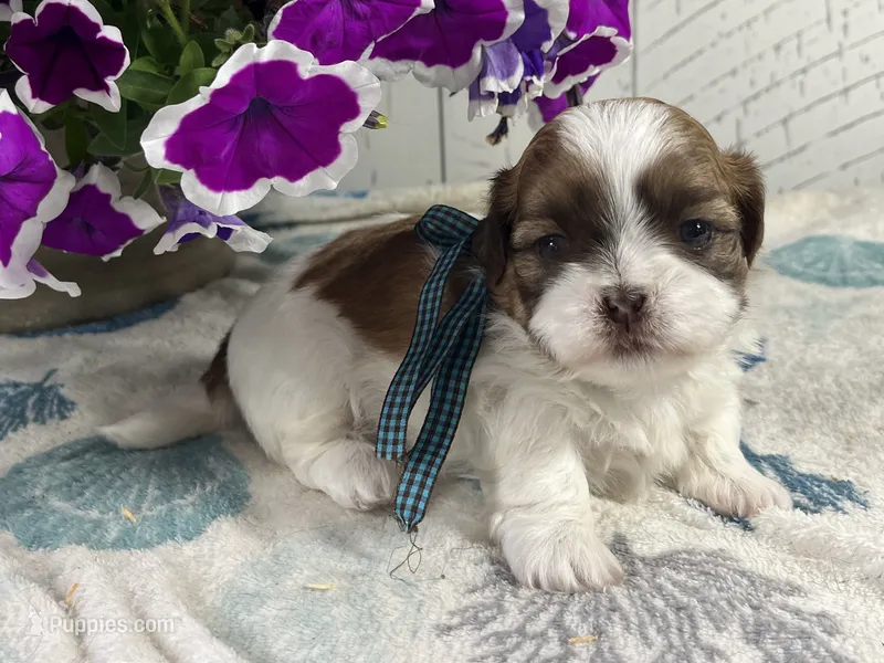 Nugget – Shih Tzu puppy for sale in Arcola, IL
