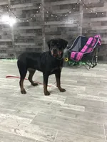 Angel, a female Rottweiler for sale in Arcola, IL – 3 of 4
