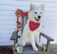 Perla, a female Samoyed for sale in Arcola, IL – Photo 1 of 5