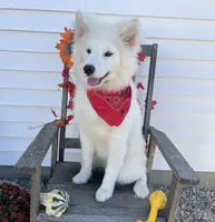 Perla, a female Samoyed for sale in Arcola, IL – Photo 3 of 5