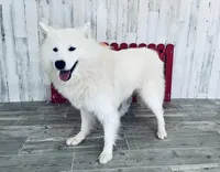 Perla, a female Samoyed for sale in Arcola, IL – Photo 5 of 5