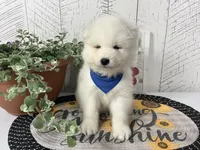Cooper, a male Samoyed for sale in Arcola, IL – 3 of 5