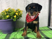 Layla, a female Rottweiler for sale in Arcola, IL – 1 of 5