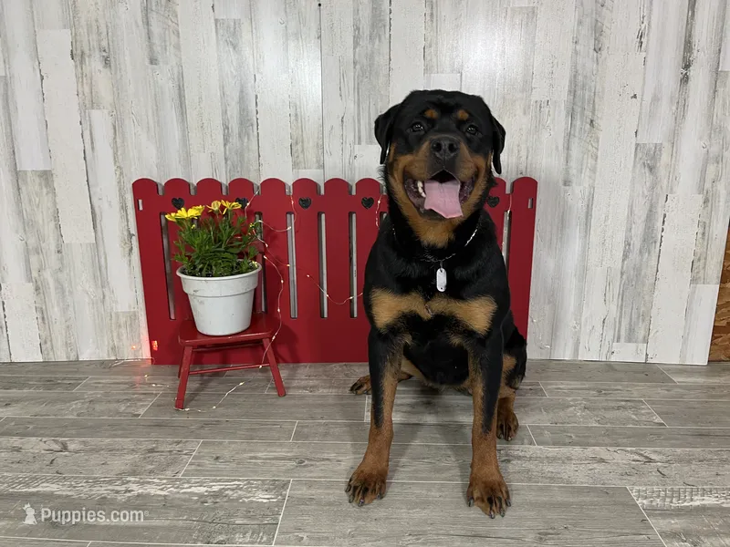 Amber – Rottweiler puppy for sale in Arcola, IL