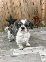 Shadow, a female Shih Tzu for sale in Arcola, IL – 5 of 5