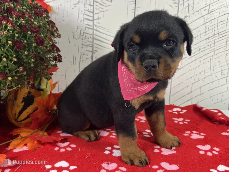 Nessie – Rottweiler puppy for sale in Arcola, IL