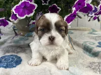 Nugget, a male Shih Tzu for sale in Arcola, IL – 2 of 5