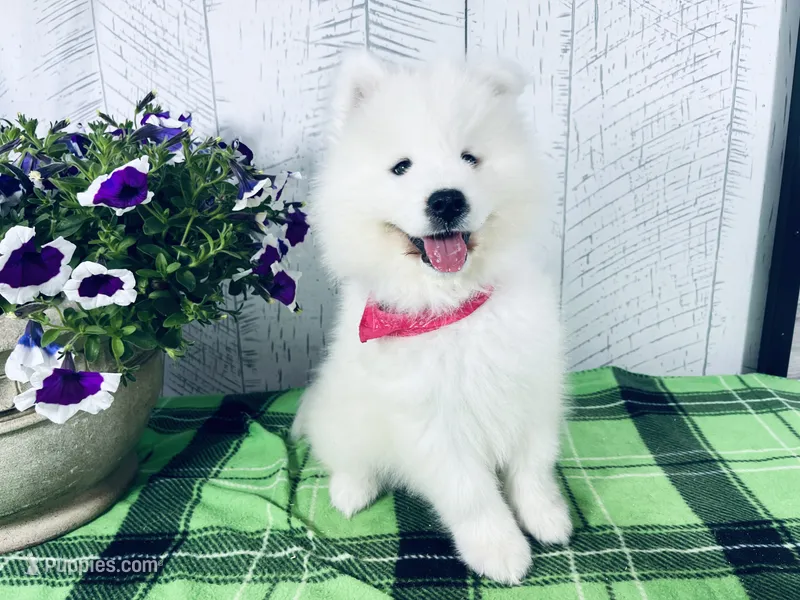 Ellie – Samoyed puppy for sale in Arcola, IL