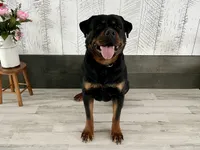 Zoey, a female Rottweiler for sale in Arcola, IL – Photo 5 of 5