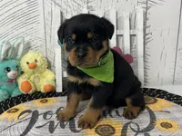 Zoey, a female Rottweiler for sale in Arcola, IL – Photo 3 of 5