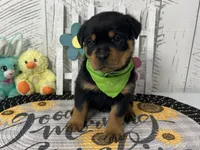 Zoey, a female Rottweiler for sale in Arcola, IL – Photo 1 of 5